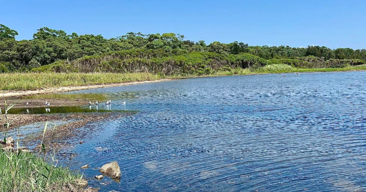 Dee Why Lagoon Named One of NSW’s Most Microplastic-Contaminated Waterways
