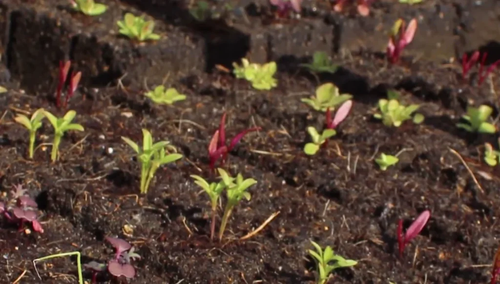 Dee Why community garden