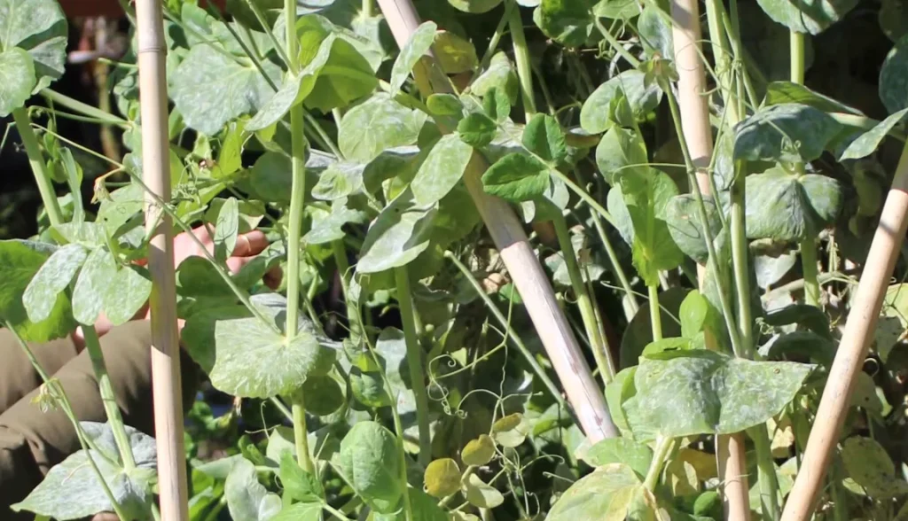 NBC sustainable gardening