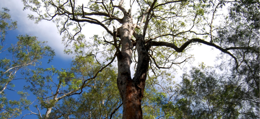 Trees